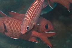 Sargocentron diadema