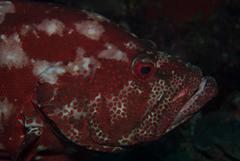 Cephalopholis sonnerati