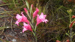Gladiolus crispulatus