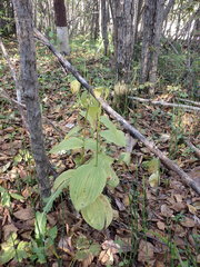 Cypripedium calceolus