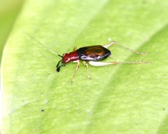 Phyllopalpus pulchellus