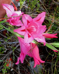Gladiolus crispulatus