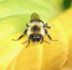 Bombus impatiens