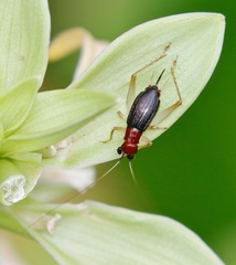 Phyllopalpus pulchellus