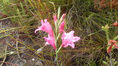 Gladiolus crispulatus