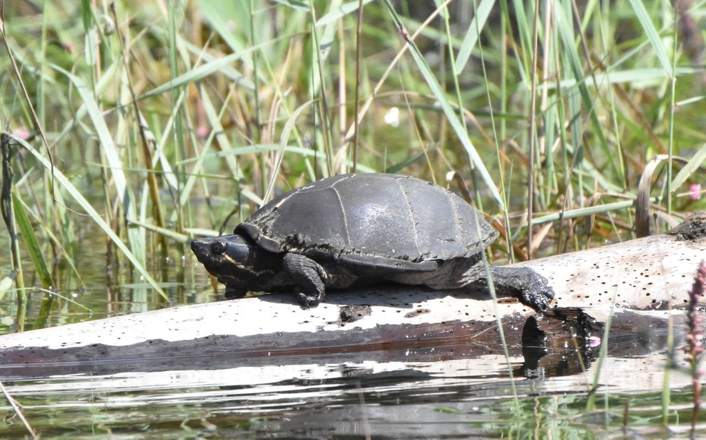 Eastern Musk Turtle