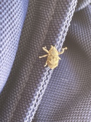 Eutyrhinus meditabundus