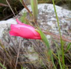 Gladiolus crispulatus