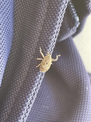 Eutyrhinus meditabundus