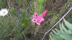 Gladiolus crispulatus