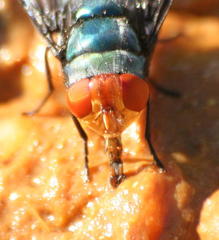 Chrysomya marginalis