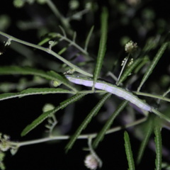 Chiasmia emersaria