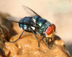 Chrysomya marginalis