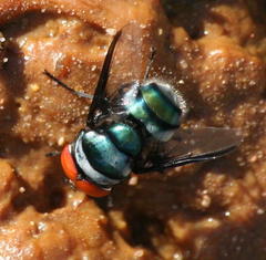 Chrysomya marginalis