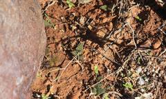 Haworthiopsis tessellata