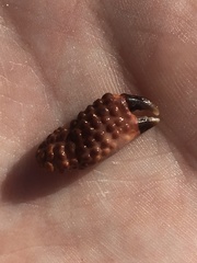 Paraxanthias taylori