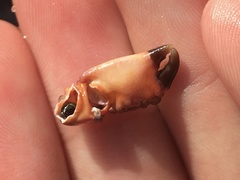 Paraxanthias taylori