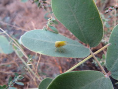 Spissistilus festinus