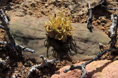 Massonia obermeyerae