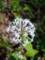Crusea hispida