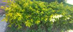 Duranta erecta