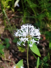 Crusea hispida