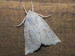 Mallomus