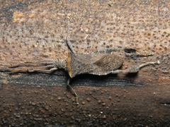 Leptoglossus chilensis