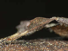 Leptoglossus chilensis