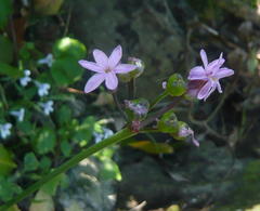 Tulbaghia maritima