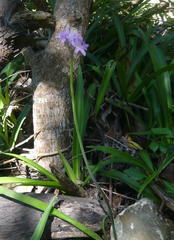 Tulbaghia maritima