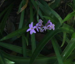 Tulbaghia maritima