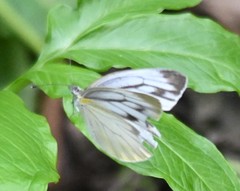 Pieris latouchei