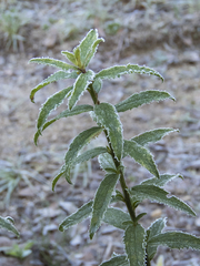 Baccharis racemosa