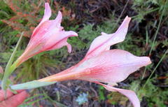 Gladiolus maculatus