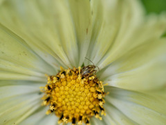 Neocapsus