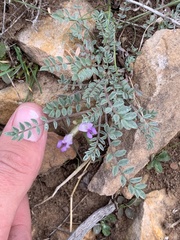 Astragalus argophyllus