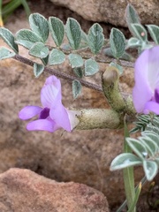 Astragalus argophyllus