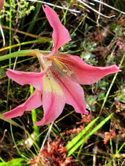 Gladiolus maculatus