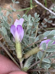 Astragalus argophyllus