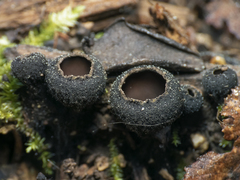 Galiella coffeata