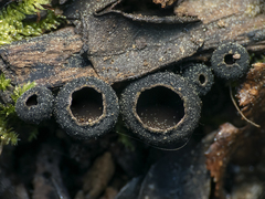 Galiella coffeata