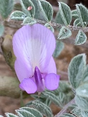 Astragalus argophyllus