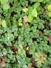 Waldsteinia ternata
