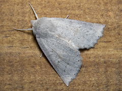 Mallomus