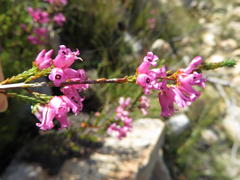 Erica daphniflora daphniflora