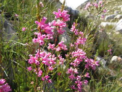 Erica daphniflora daphniflora