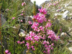 Erica daphniflora daphniflora