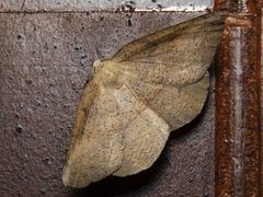 Syncirsodes primata