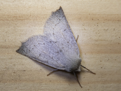 Mallomus